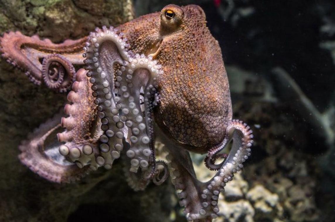 Opnieuw een levensvraag beantwoord: zo reageren octopussen op MDMA