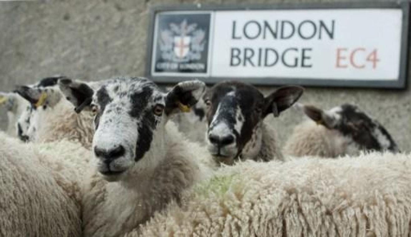 Blatende schapen op London Bridge