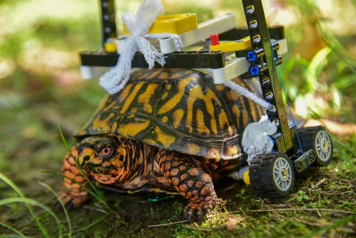 Gewonde schildpad krijgt rolstoel uit lego