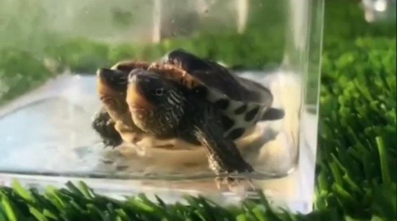 Tweekoppig schildpadje geboren in China