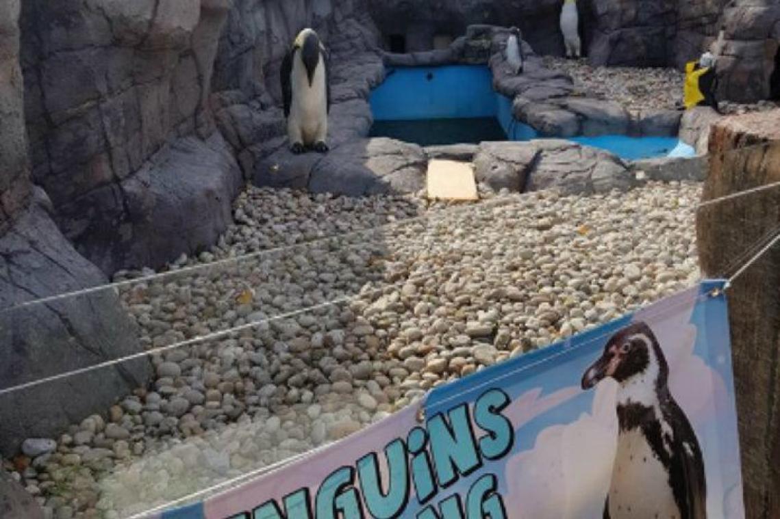 Dierentuin gebruikt valse pinguïns wegens een tekort aan echte