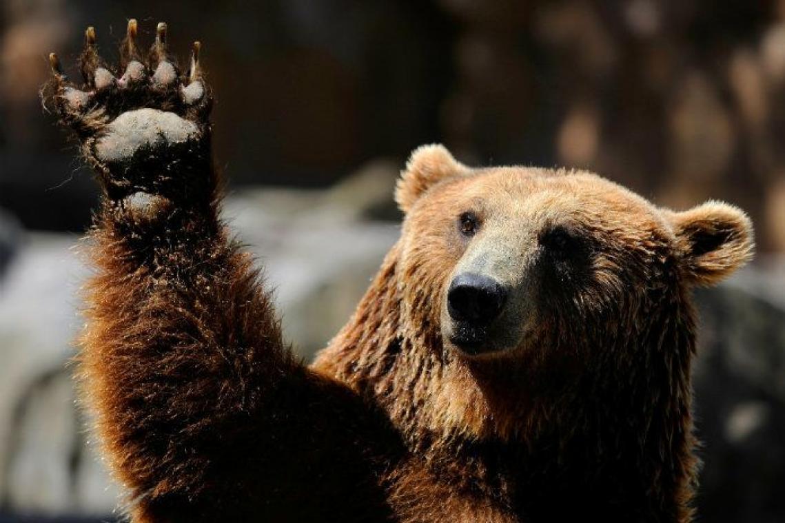 Amerikaans wildreservaat organiseert 'Fat Bear'-wedstrijd