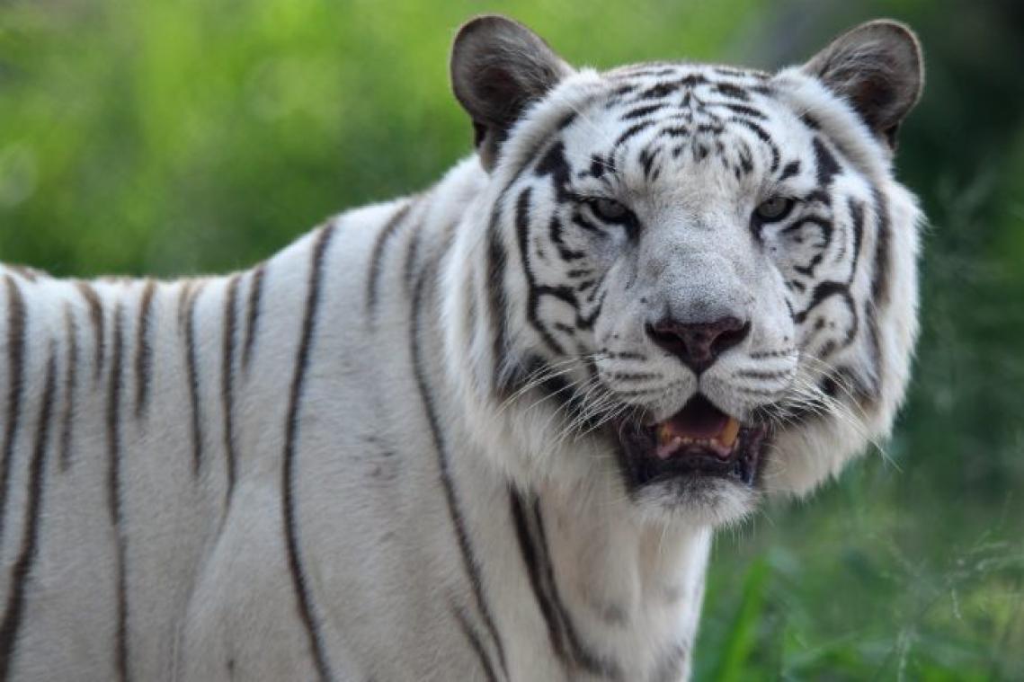Indiase rangers proberen tijger te vangen met mannenparfum