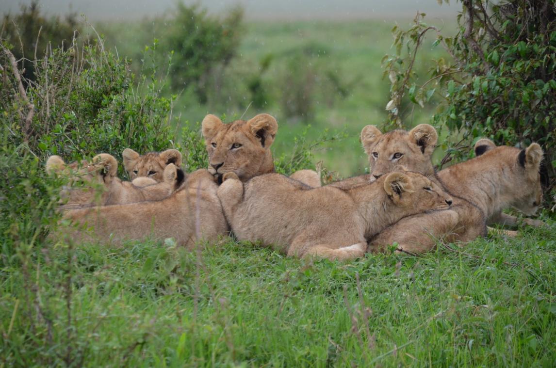 Profeet test zijn beschermengel door confrontatie met leeuwen