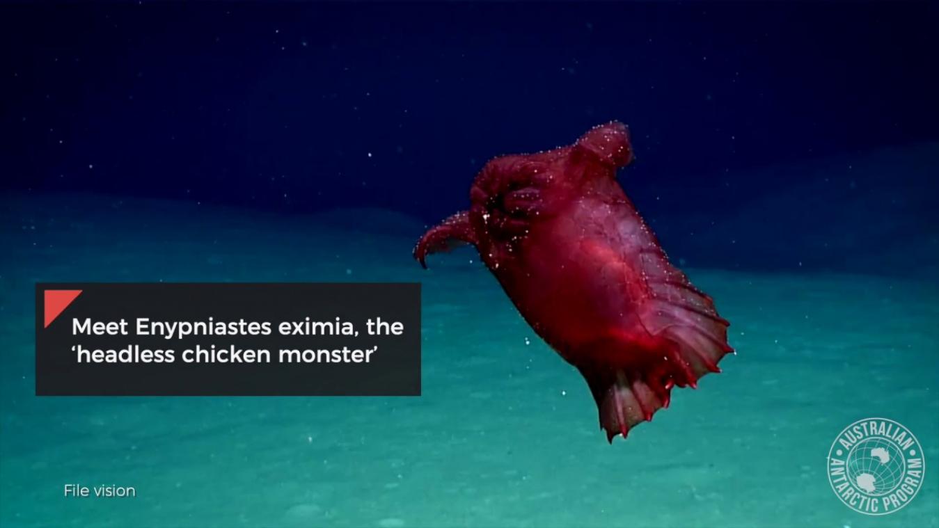 VIDEO. Deze zeekomkommer lijkt wel een kip zonder kop