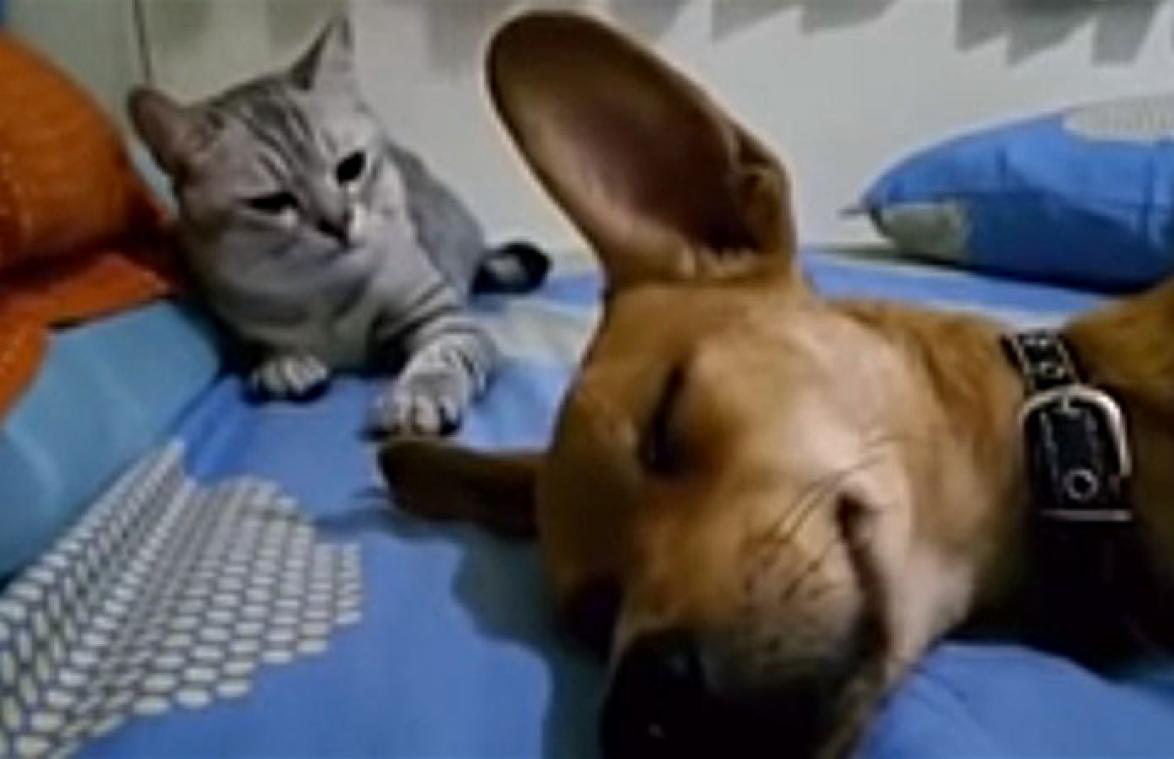 VIDEO. Slapende hond laat scheetje. De reactie van de kat is geweldig!