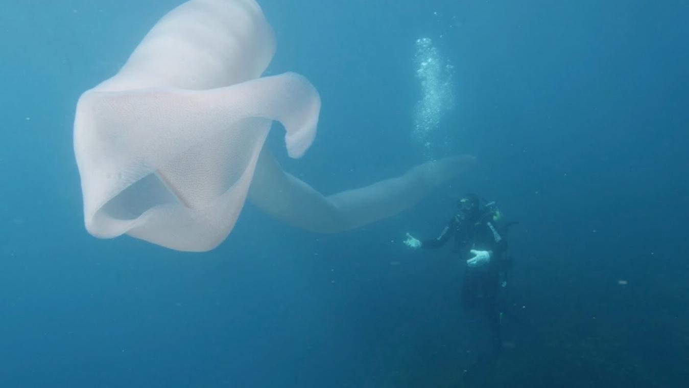 VIDEO. Duikers filmen gigantische zeeworm