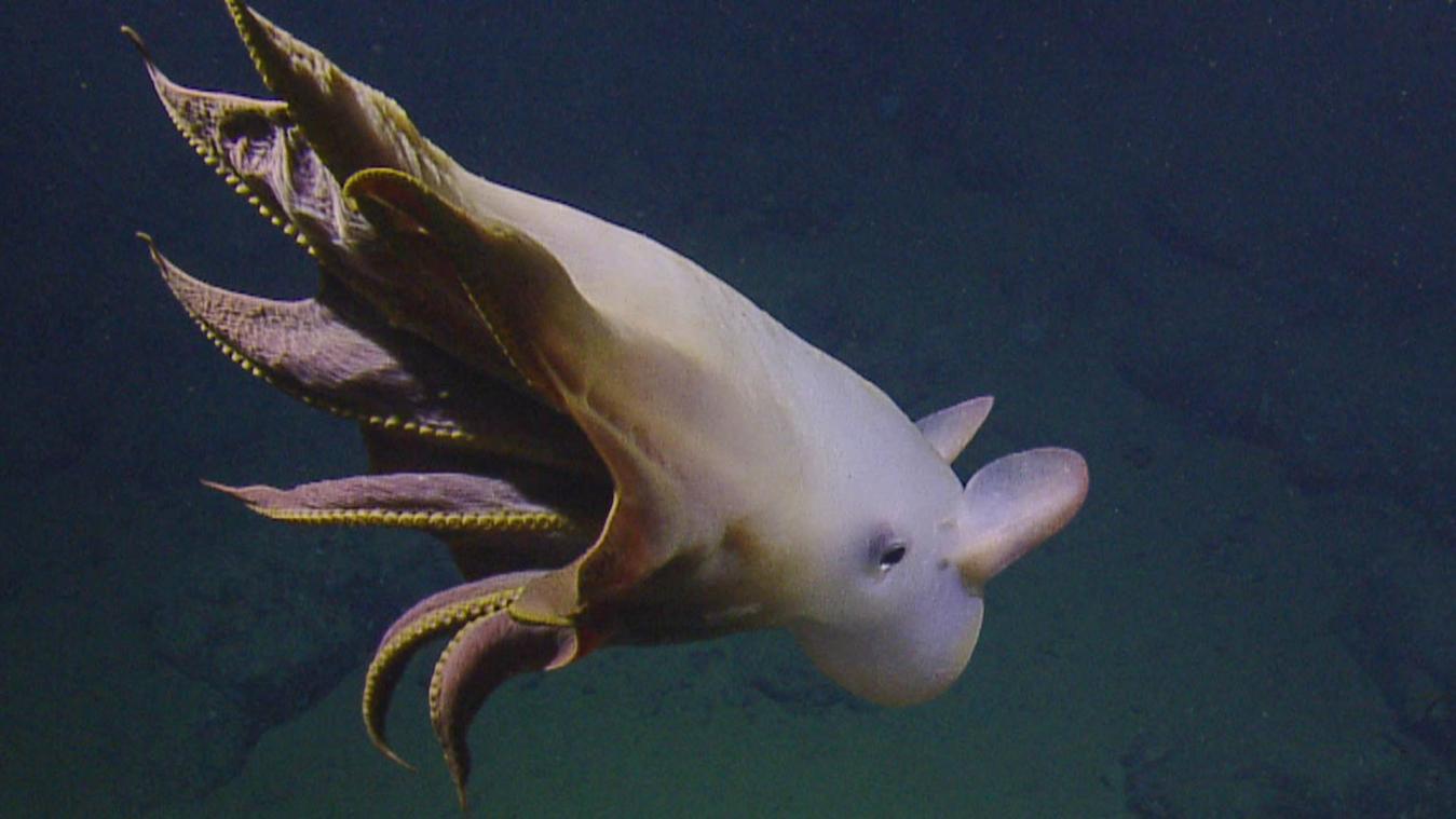 VIDEO. Deze 'dumbo'-octopus lijkt oren te hebben