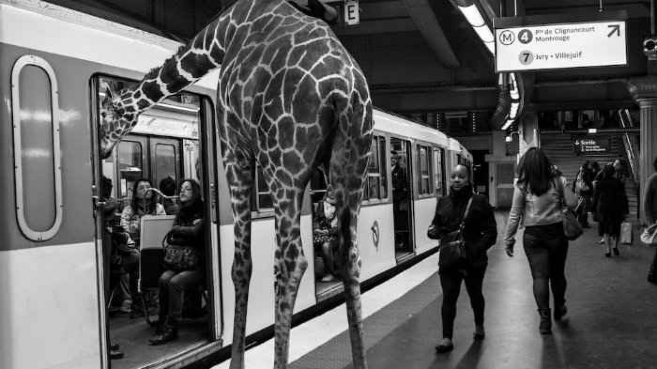 Dit is wat er gebeurt als er wilde dieren de metro nemen