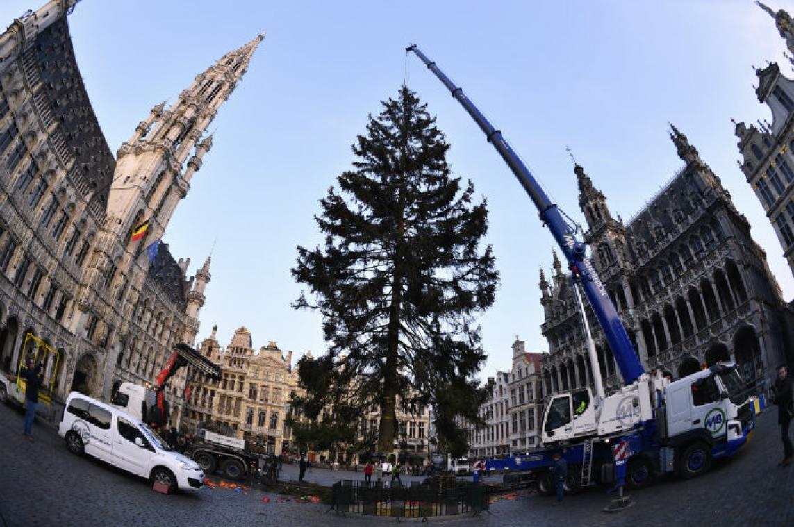 IN BEELD. De kerstboom in Brussel staat recht!