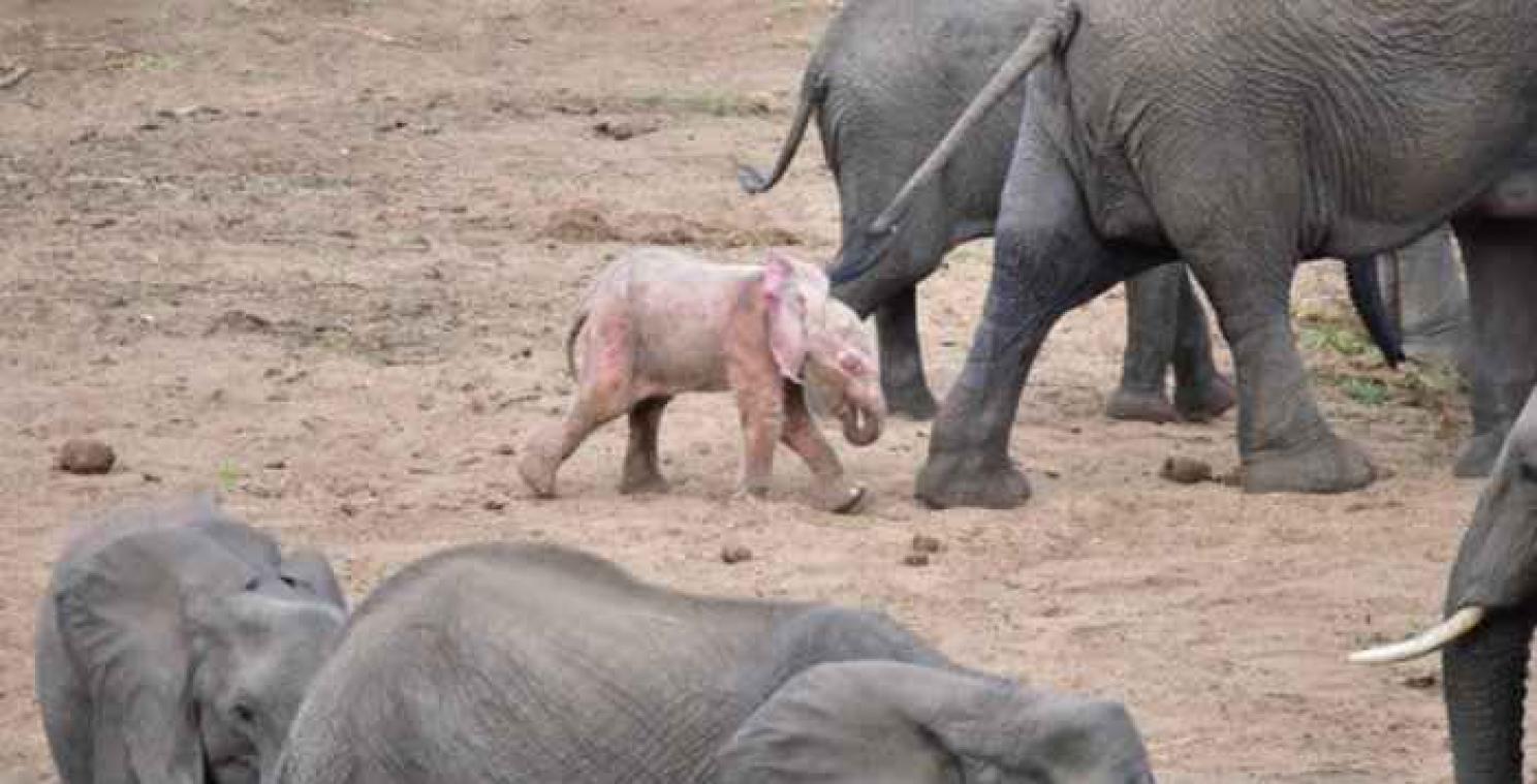 Foto's: roze babyolifant gespot in Zuid-Afrika