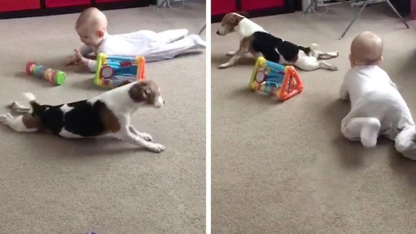 VIDEO. Schattig! Honden leren baby's kruipen