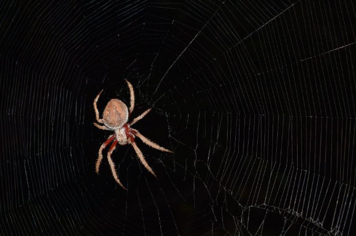 Spinnen kunnen ons in een mum van tijd uitroeien