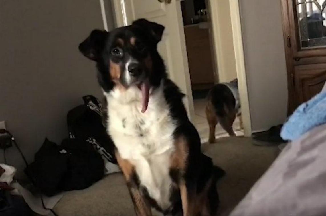 VIDEO. Deze hond zijn tong hangt altijd uit zijn muil