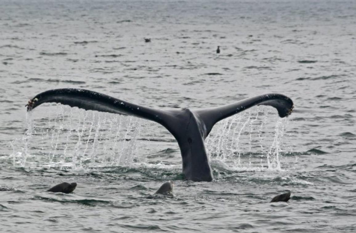 Japan hervat de commerciële walvisvangst