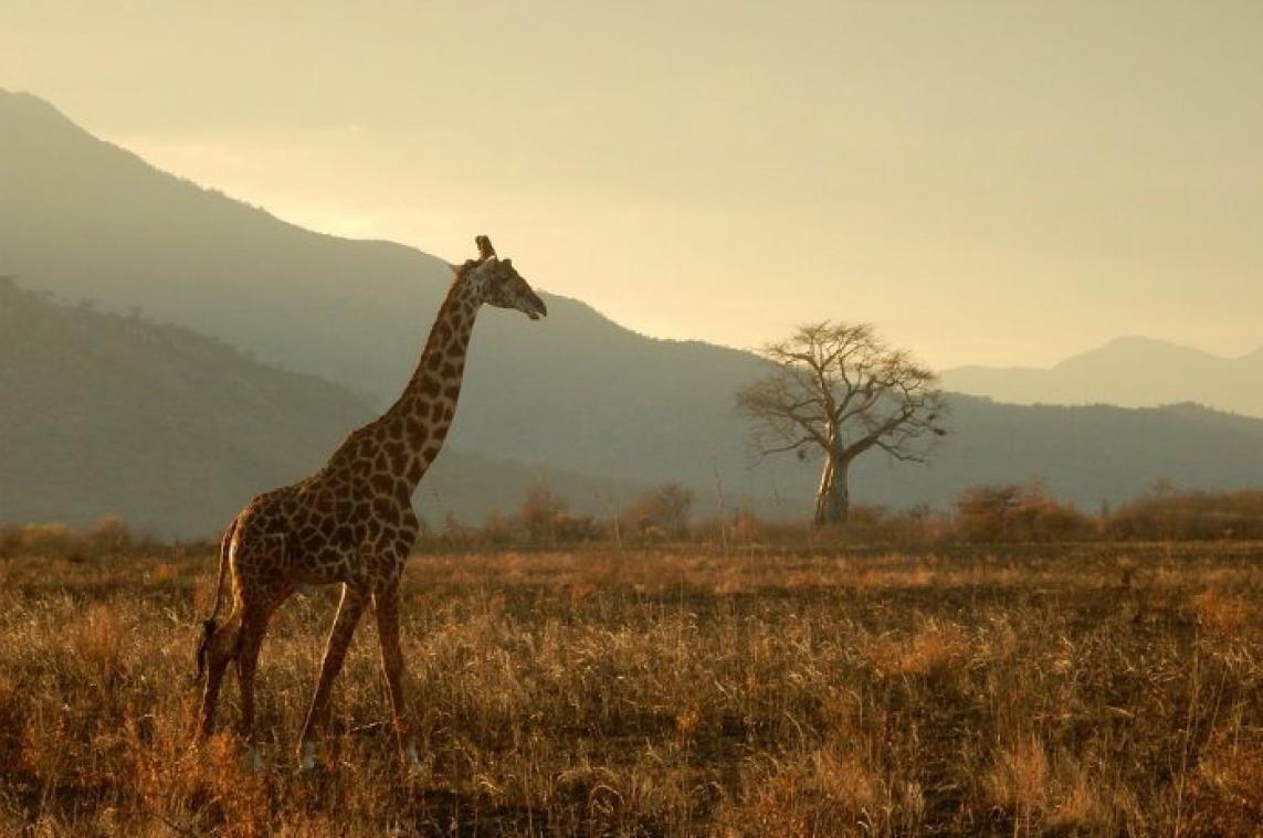 Giraf voelt hete adem in de nek: met uisterven bedreigd