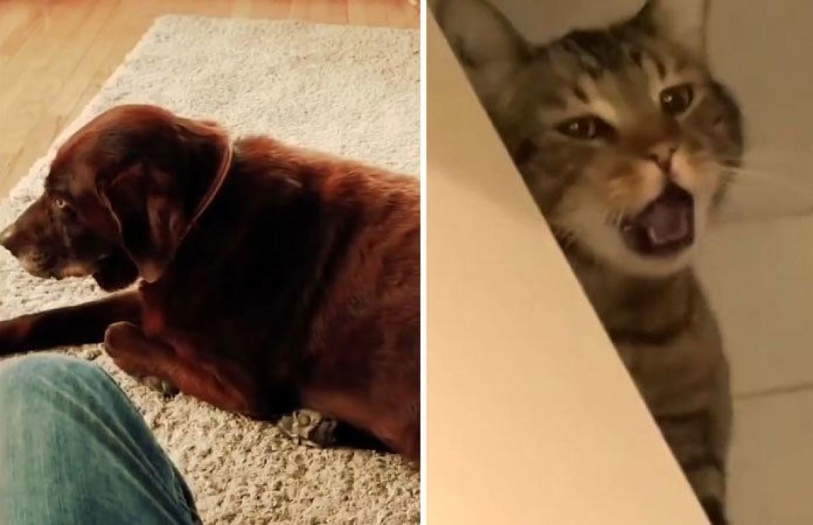 VIDEO. Hond laat scheet. De reactie van de kat is misselijkmakend grappig!