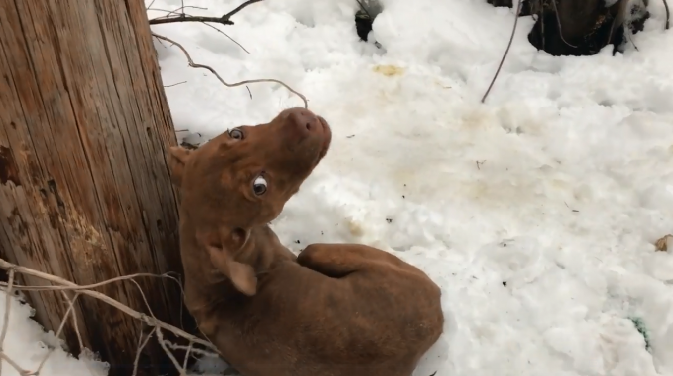 VIDEO. Gejank van achtergelaten puppy gaat door merg en been