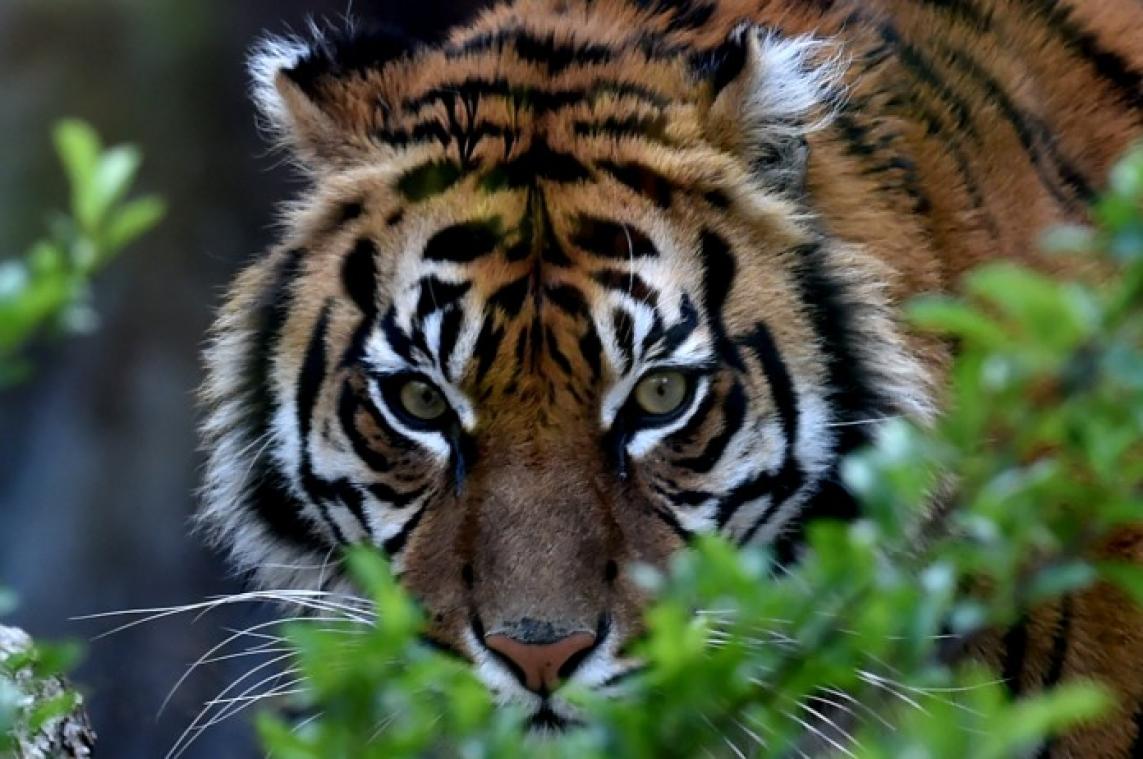 Tijgerin Melati gedood door paringspartner in Londense zoo