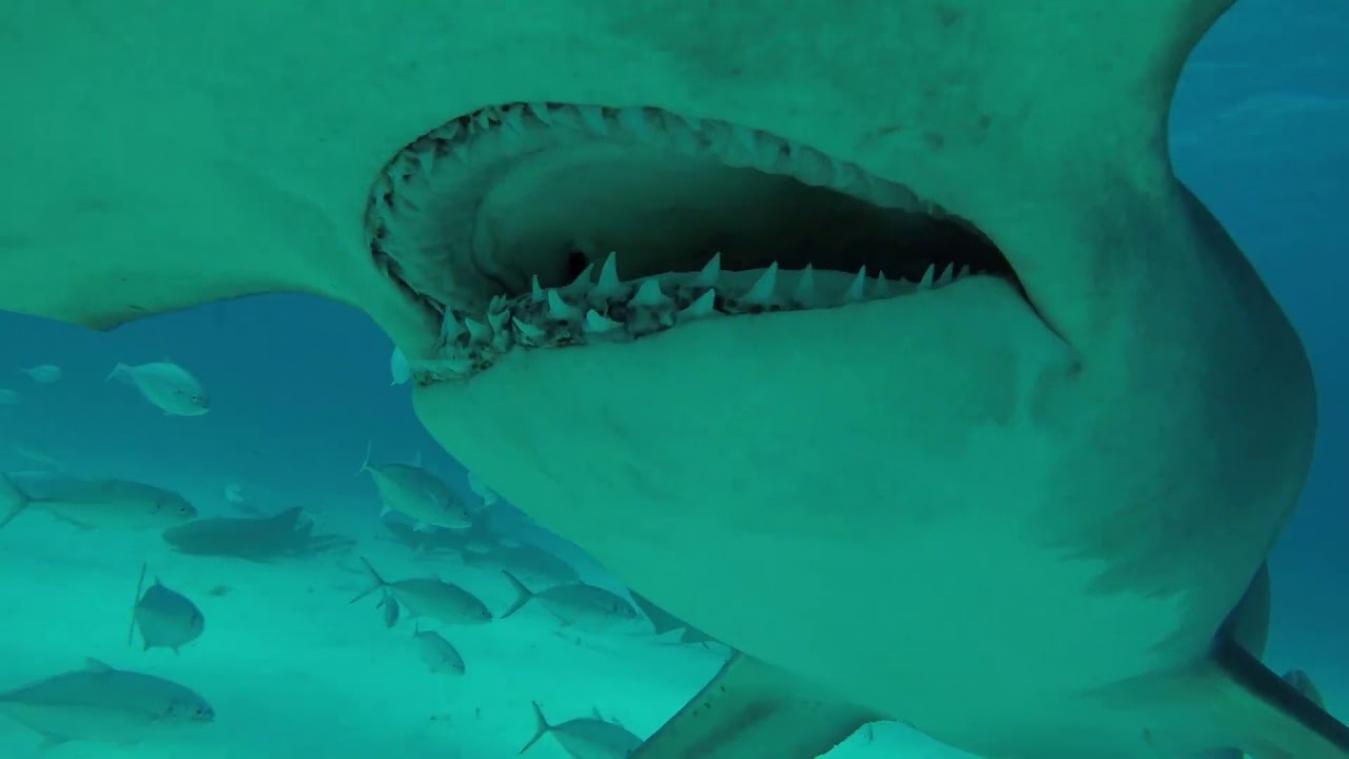 VIDEO. Duiker filmt hoe hamerhaai naar GoPro bijt
