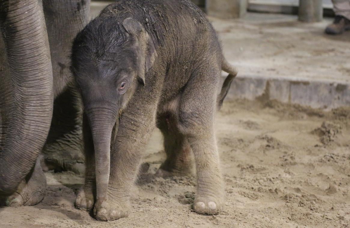 Aziatisch olifantje geboren in Pairi Daiza