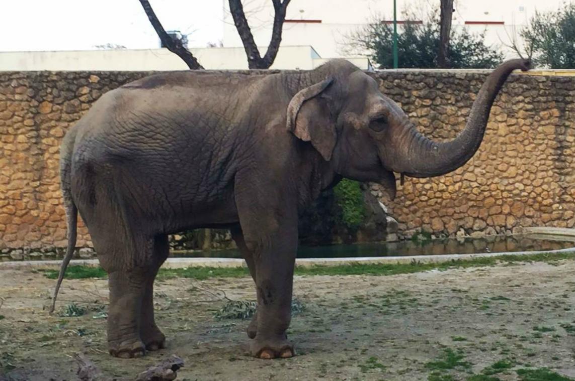 Droevigste olifant ter wereld overleden