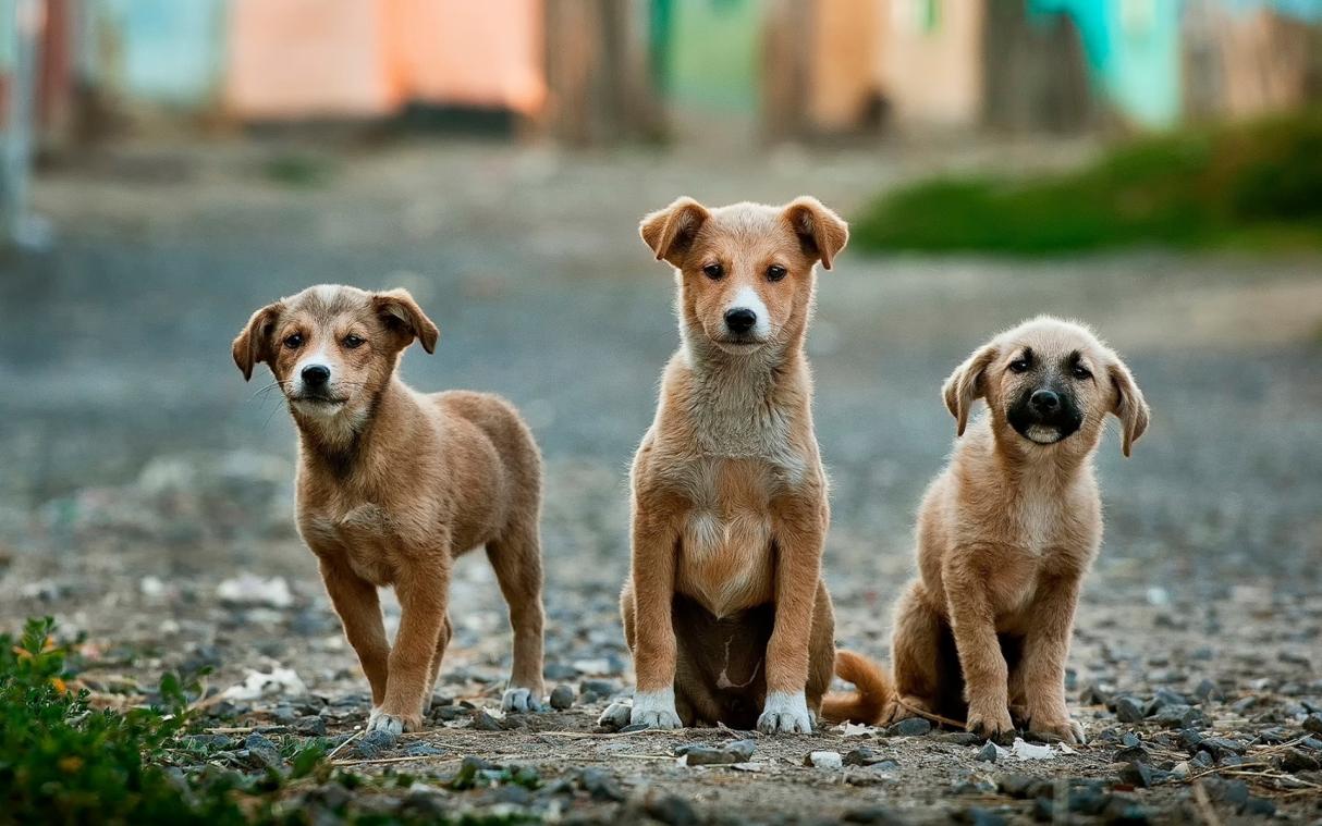 Geef jij deze honden een warme thuis?