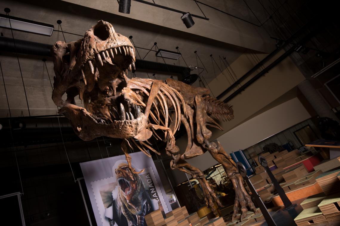 Grootste T-rex ooit opgegraven in Canada