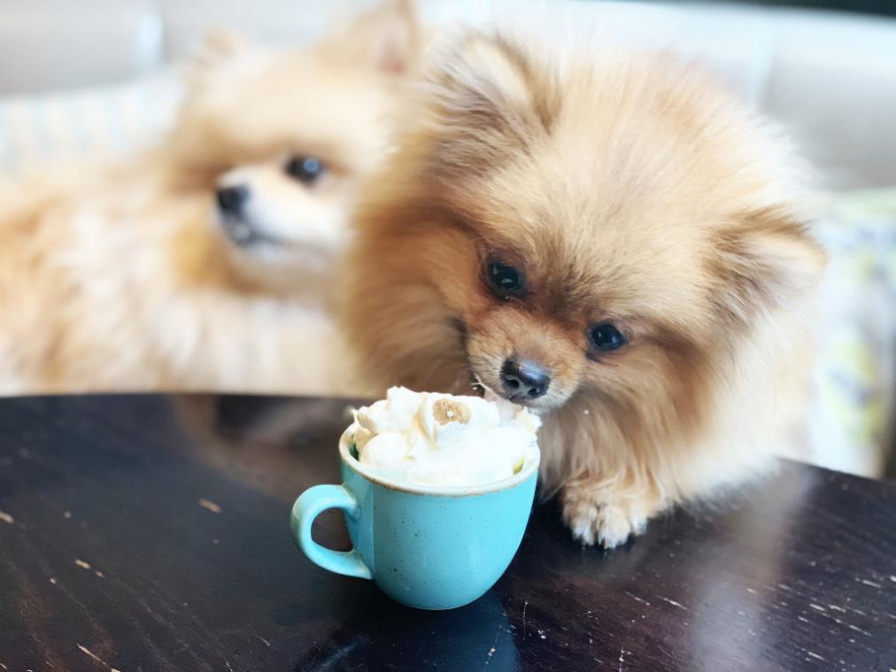 Londens hondencafé pakt uit met pupuccino's, pupcakes en pawsecco