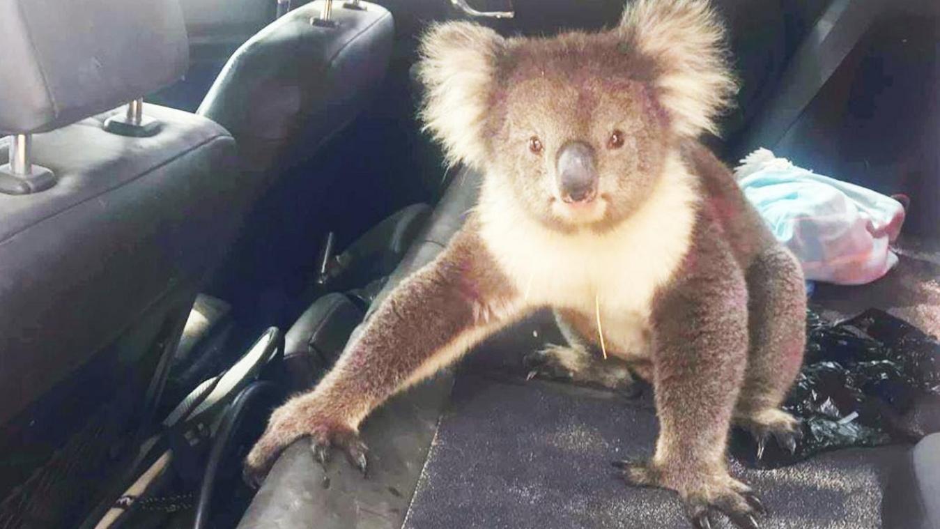 VIDEO. Deze koala is de schattigste carjacker ooit