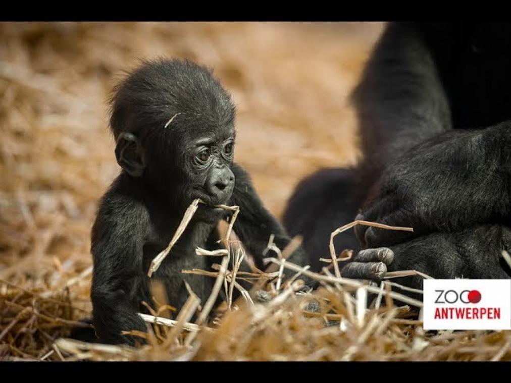 VIDEO. Babygorilla Thandie leert kruipen