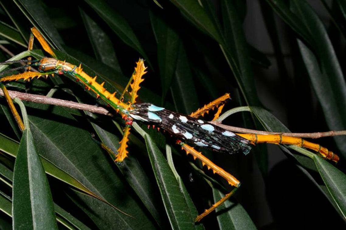 Wetenschappers ontdekken bijzonder kleurrijke reuzeninsecten op Madagaskar