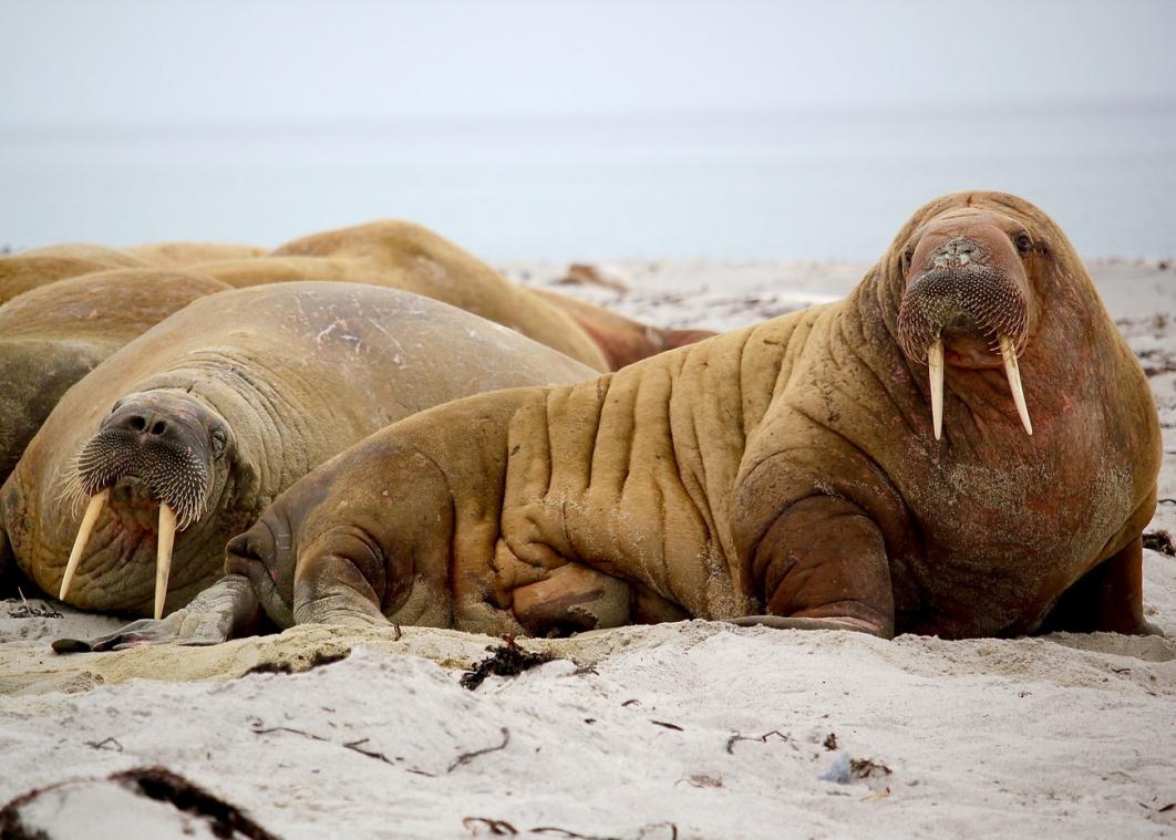 VIDEO. Honderden walrussen vallen hun dood tegemoet door klimaatopwarming