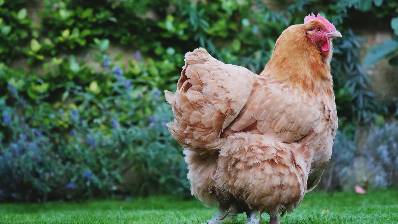 Vijf tips om ervoor te zorgen dat je kippen zich kiplekker voelen!
