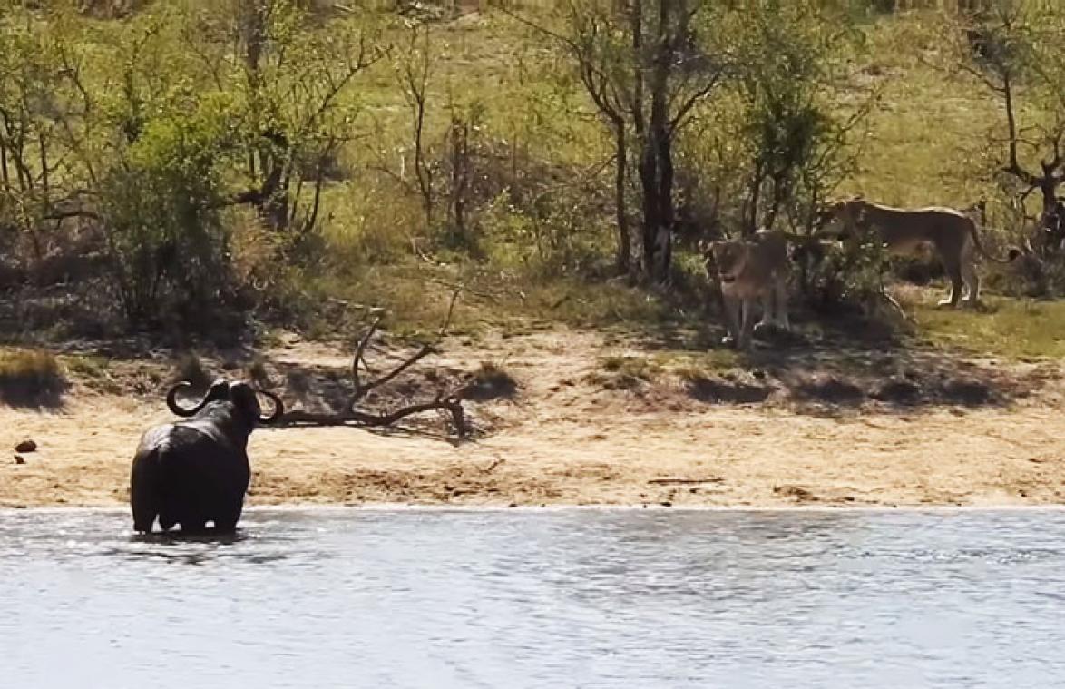 VIDEO. Dappere buffel wint het van hongerige leeuwen en krokodil