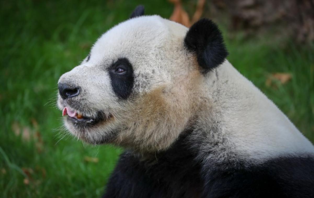 Pairi Daiza-panda Hao Hao met succes geïnsemineerd