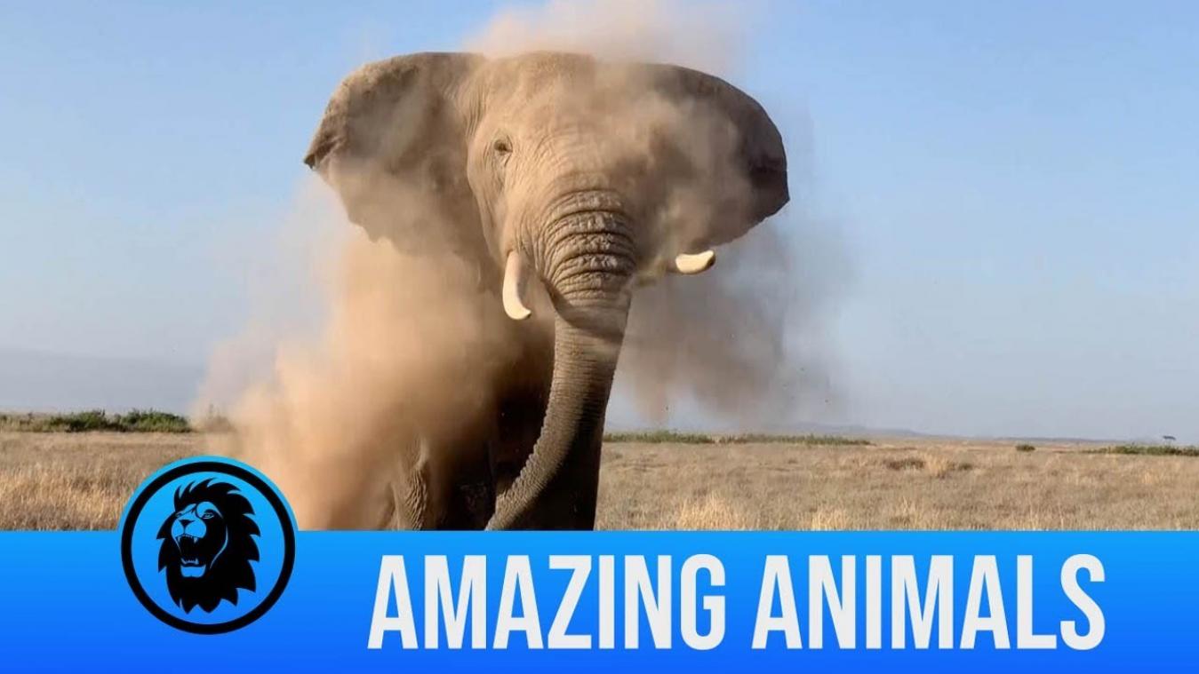 VIDEO. Schattige olifant niest het stof van z'n lijf