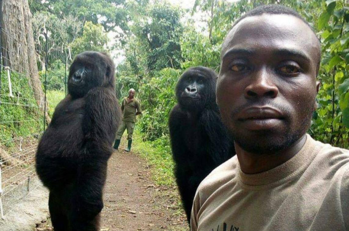 Gorilla's poseren met veel plezier voor selfie