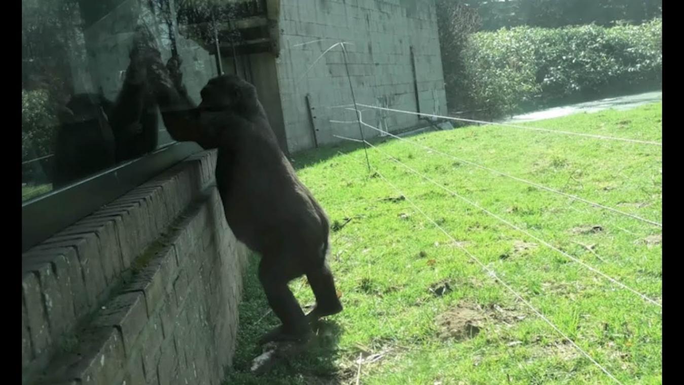 VIDEO. Gorilla springt als een ninja door elektrische omheining