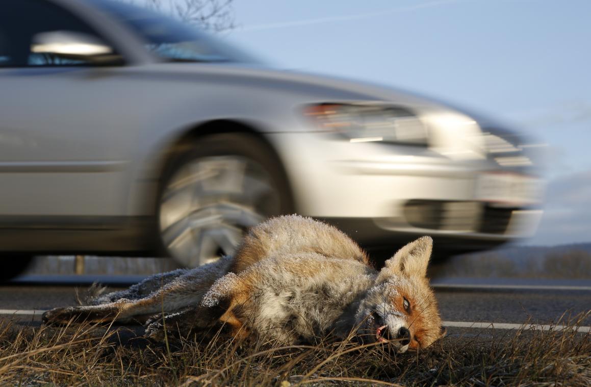 Elk jaar sterven vijf miljoen dieren in verkeer