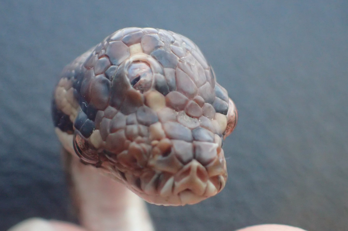 Drie-ogige slang ontdekt in het noorden van Australië