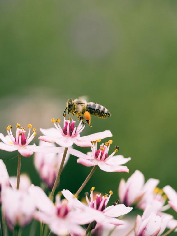Pesticiden zorgen ervoor dat bijen minder ver vliegen