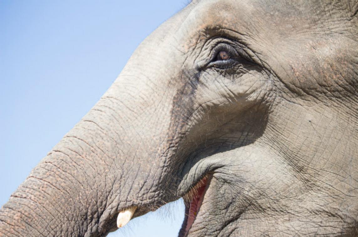 In Botswana mag er opnieuw op olifanten gejaagd worden