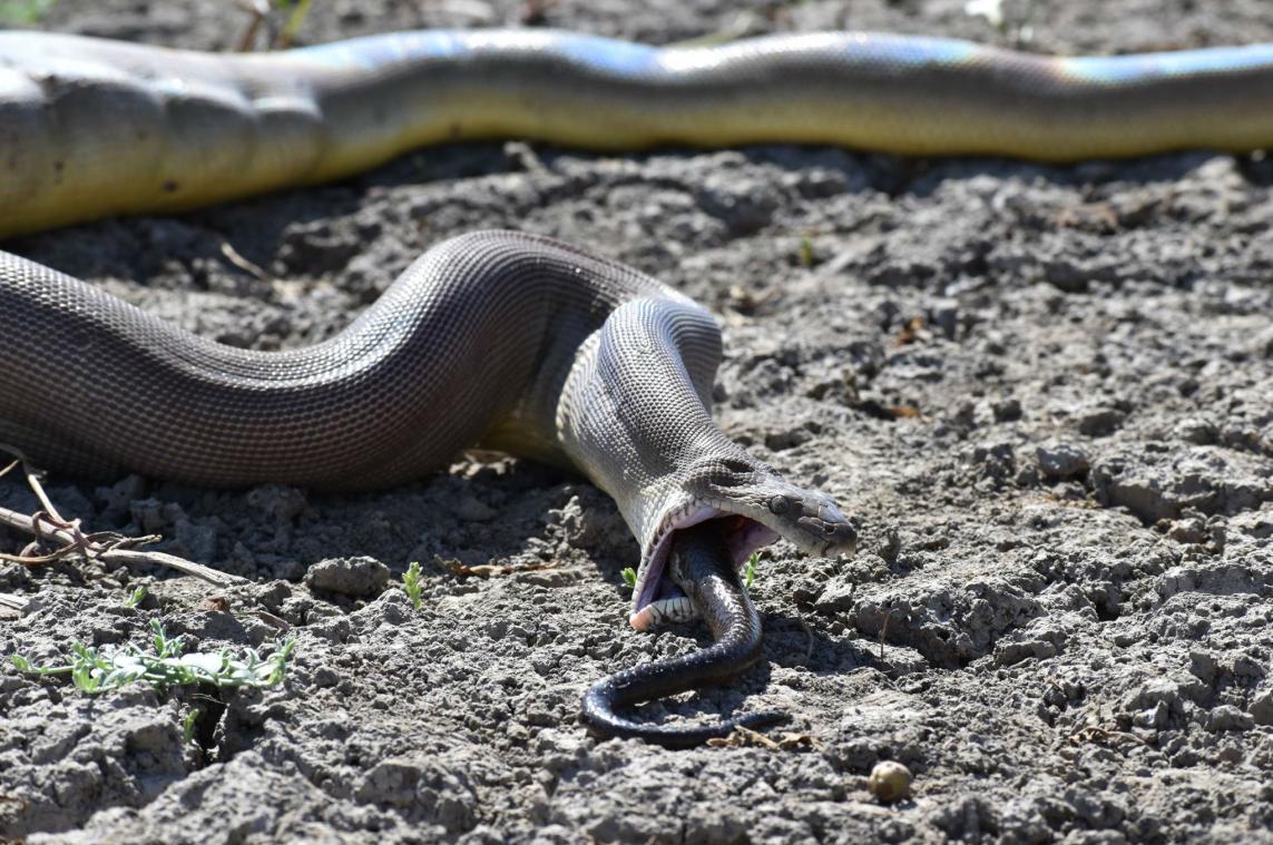IN BEELD. Python eet nog grotere python, maar braakt die dan terug uit
