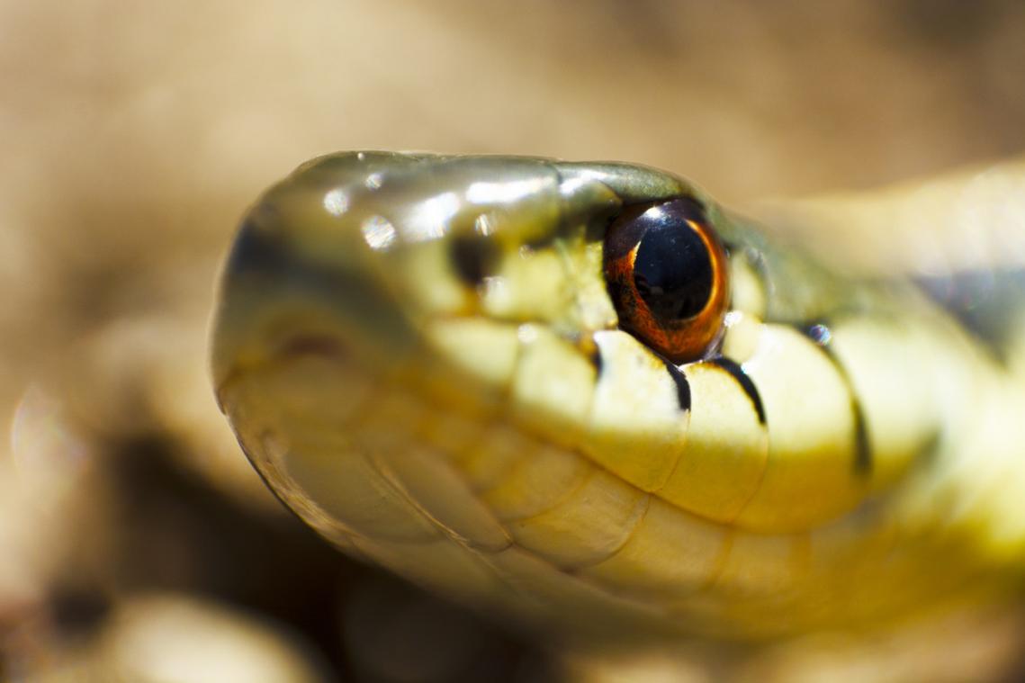 Zeldzaam: anaconda krijgt nakomelingen zonder bevruchting