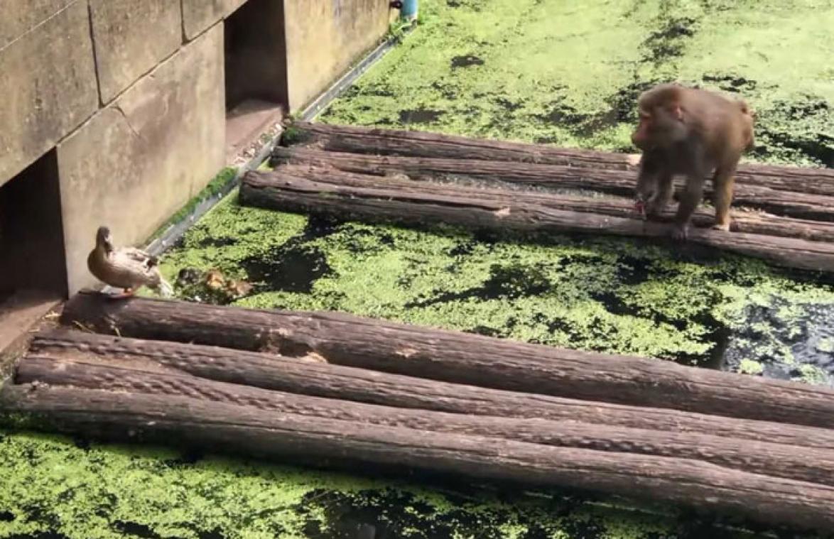 VIDEO. Gruwelijk! Aap eet jonge eendjes op in Nederlandse dierentuin