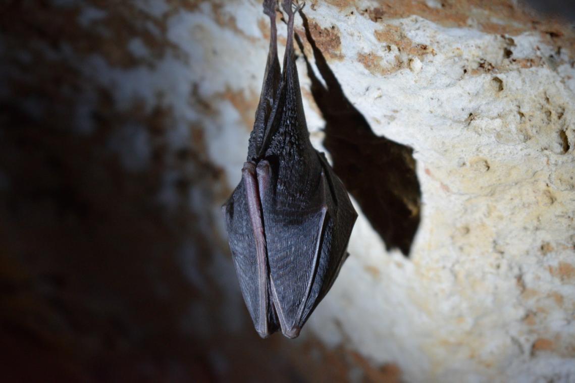 Lang uitgestorven vleermuissoort duikt weer op in Steenokkerzeel