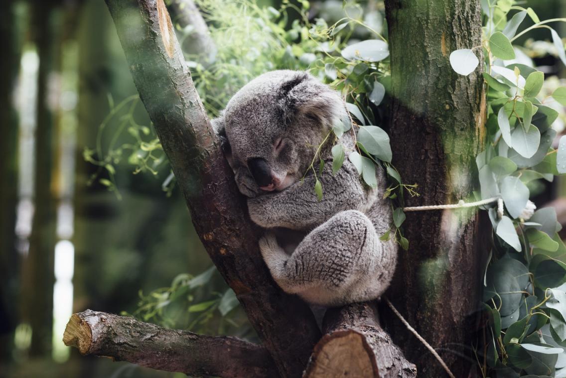 Fonteintjes moeten met uitsterven bedreigde koala's redden