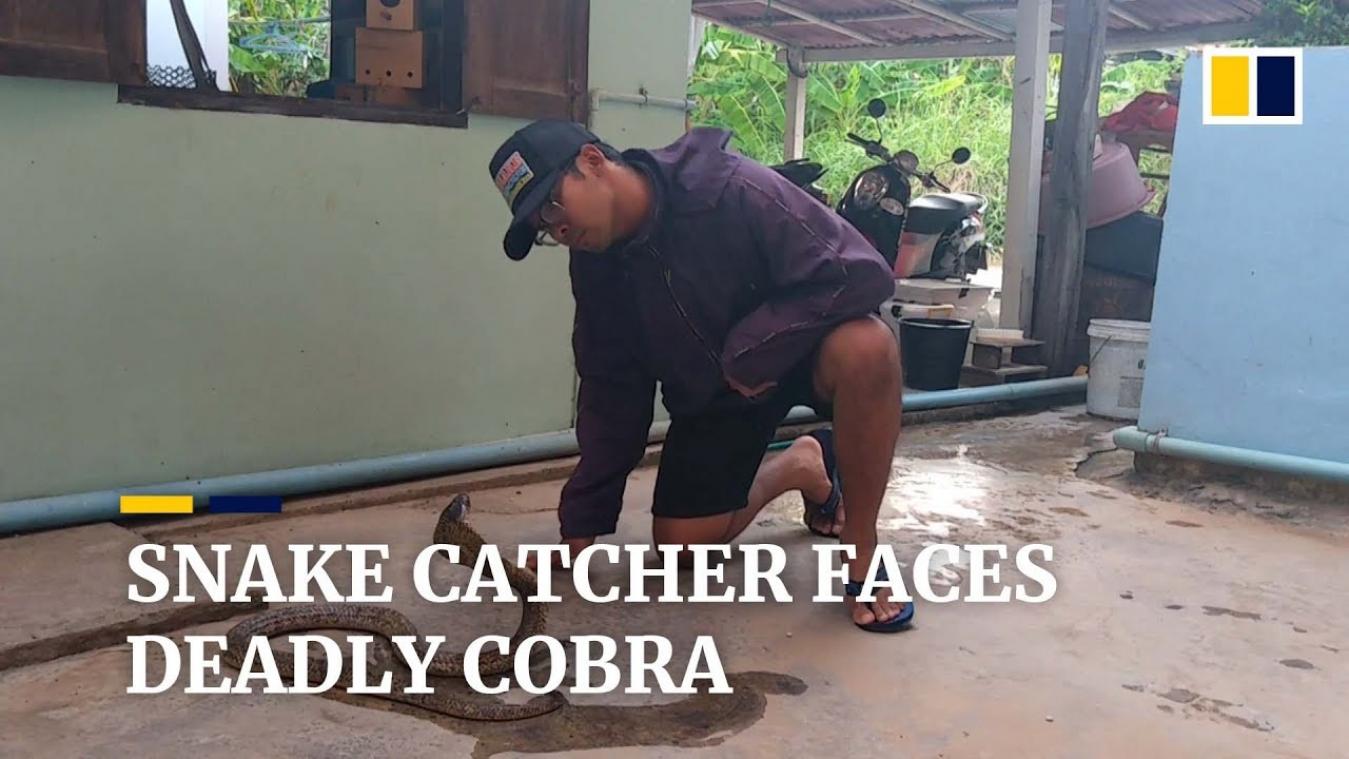 VIDEO. Slangentemmer onderwerpt agressieve cobra