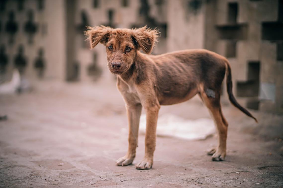 Vierenveertig zwaar verwaarloosde honden uit één woning gered